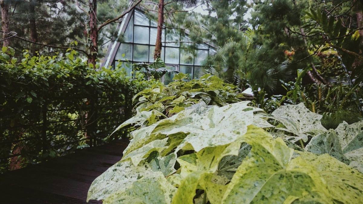 The Rise of Biophilic Design: Bringing Nature Into Sustainable Spaces